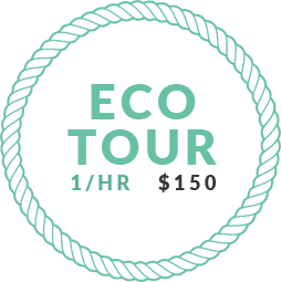 1 Hour Eco Tour $150